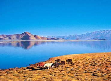 Travelers back from Manasarovar could never forget the beauty of the lake. In the sunshine, the lake water is crystal clean and glimmering blue. Travelers back from Manasarovar could never forget the beauty of the lake. In the sunshine, the lake water is crystal clean and glimmering blue.