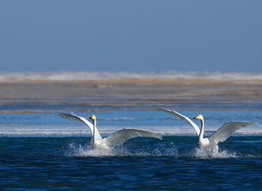 Swans playing in Qinghai Lake Swans playing in Qinghai Lake