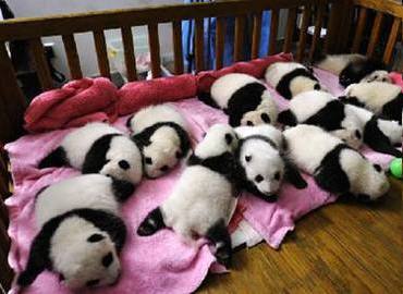 Panda Breeding Center in Chengdu Panda Breeding Center in Chengdu