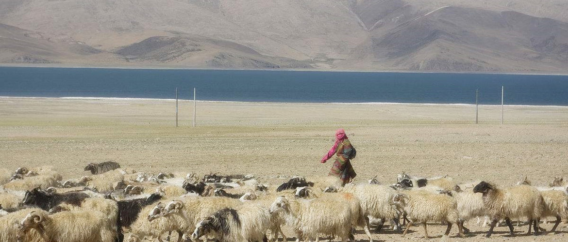 The Tibetan woman raised a flock of sheep. The Tibetan woman raised a flock of sheep.