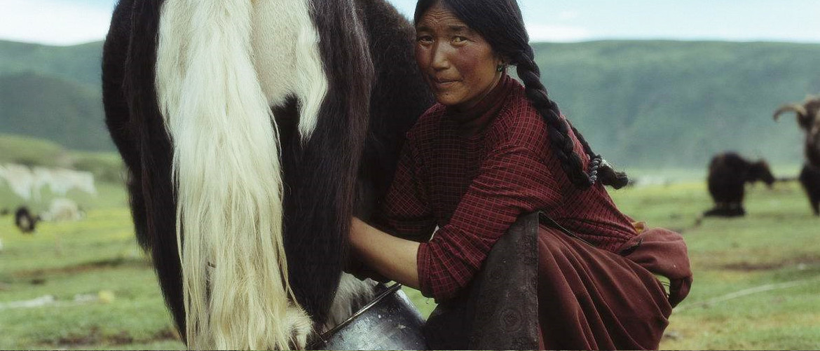 The Tibetan woman is miking. The Tibetan woman is miking.