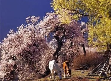 Colorful Nyingchi will show you the fairy tale world. Colorful Nyingchi will show you the fairy tale world.