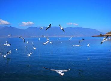 The biggest fun to visit Dian lake is to feed sea gulls. The biggest fun to visit Dian lake is to feed sea gulls.