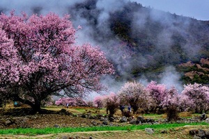 Nyingchi Peach Blossom Festival
