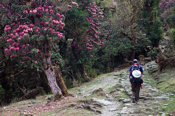 Hiking in the sea of azalea flowers.