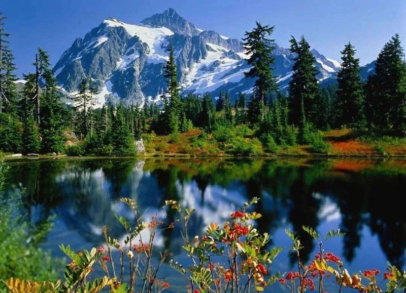 Lulang forest