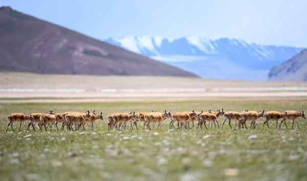 Tibetan Antelope Facts Behavior Migration And Protection