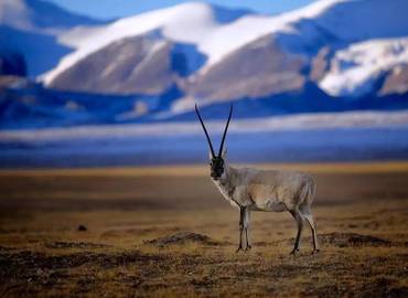 Tibetan antelope