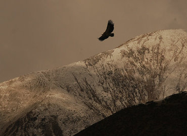 Vultures are holy birds in Tibetan culture.