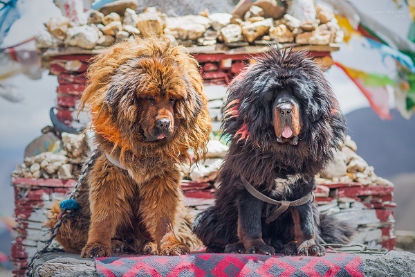 are tibetan mastiffs good with children