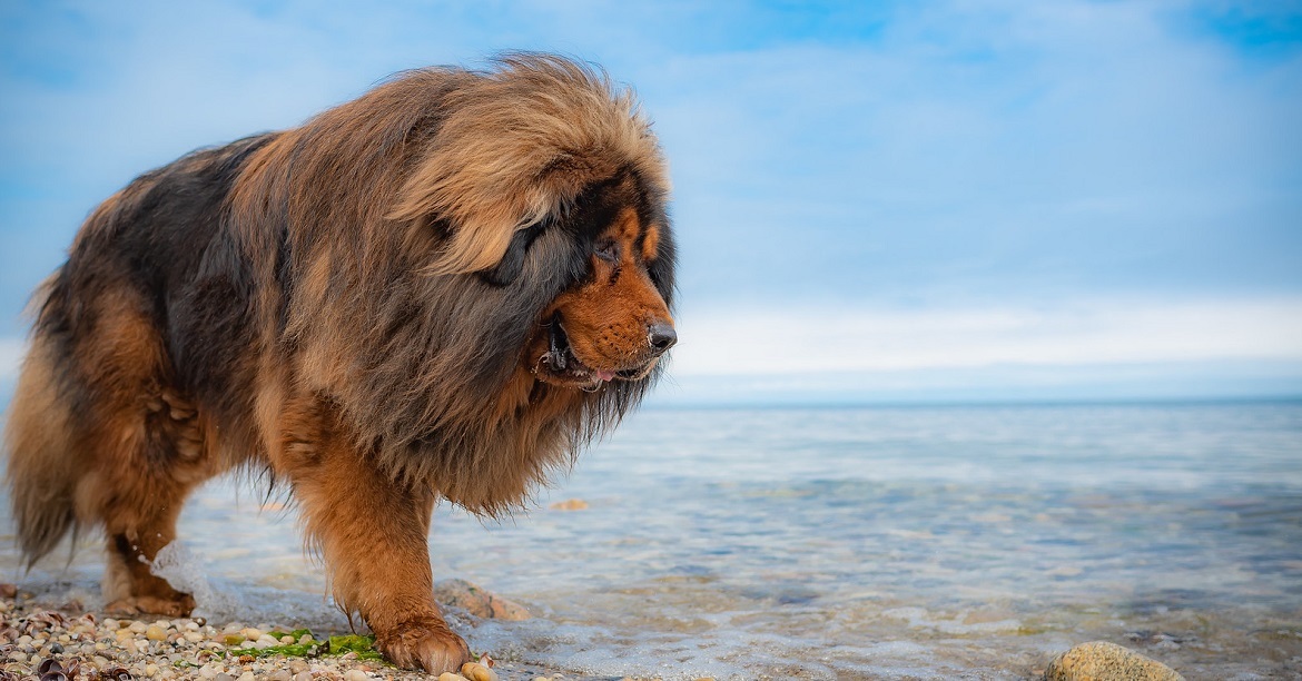 do tibetan mastiffs shed