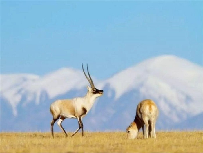 Wild Animals in Tibet - Cute, Rare and Interesting