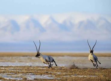 Tibetan Antelope