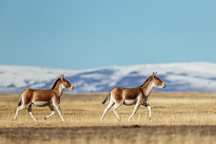 tibetan animals