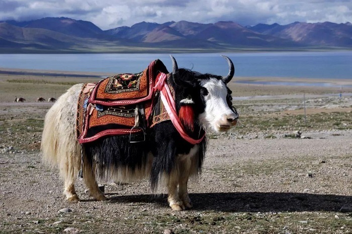 tibetan animals