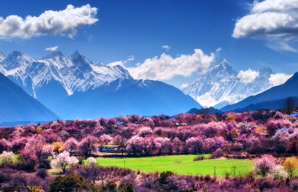 Gala peach blossom village