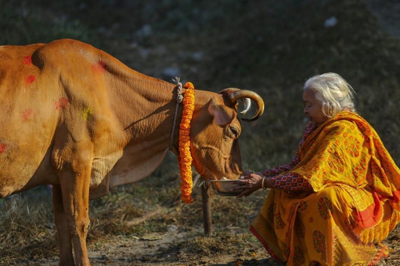 Tihar, Nepal's Most Beautiful Festival of Light