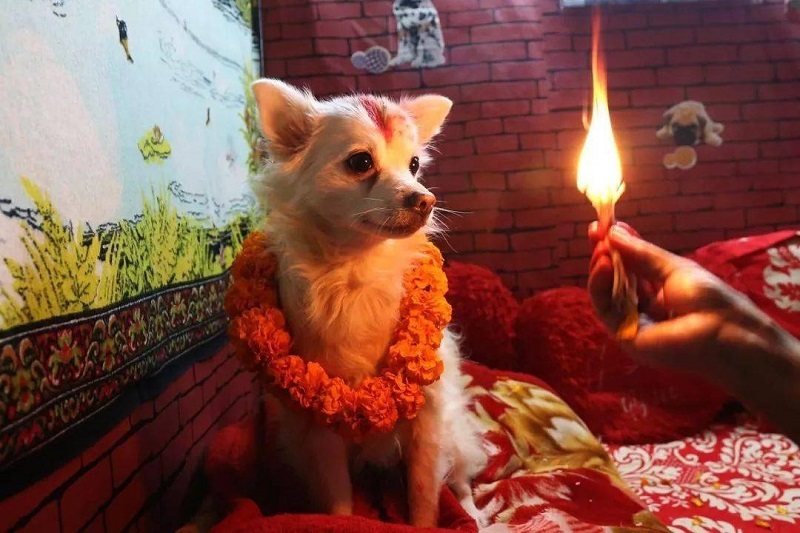 Kukur Tihar