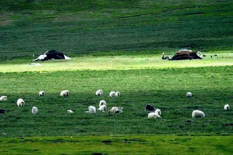 Normad tents in Chiangtang pasture.