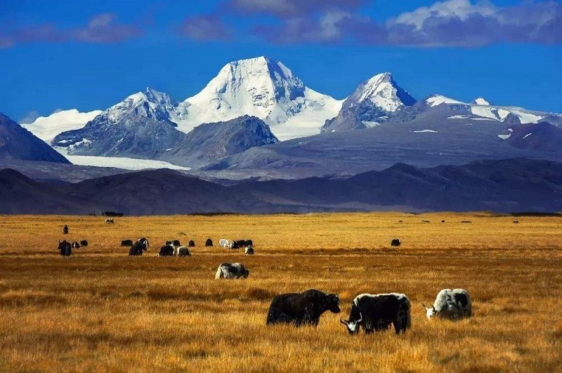 Golden landscape in Chamdo. Golden landscape in Chamdo.